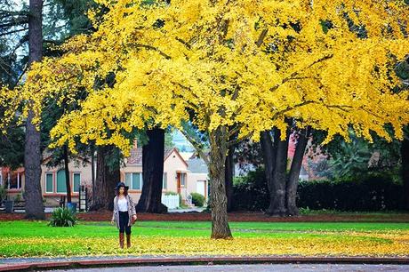 Under the Yellow Tree