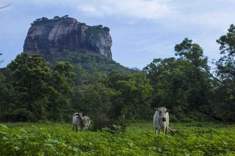 Do Not Miss Climbing Sigiriya in Sri Lanka