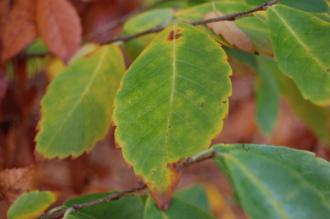 Zelkova sinica Leaf (30/11/14, Kew Gardens, London)