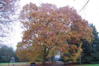 Zelkova sinica (30/11/14, Kew Gardens, London)