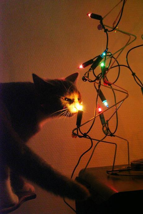 Photos: Festive cats celebrate Christmas