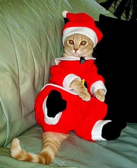 Photos: Festive cats celebrate Christmas