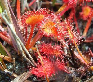 Carpets of Round-leaved Sundew at Newlyn Downs