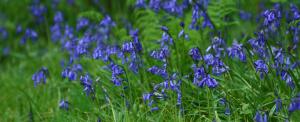 Bluebells in Crowhill Valley Woods