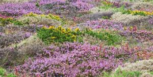 Ling, Bell-heather and Gorse in waves of color across Gwennap Head 