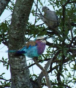 And okay, this one's not from Cornwall, but I had to include my favorite Kenyan bird from my trip there in January - the Lilac-breasted Roller.