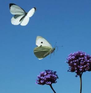 Large Whites heading for the Verbena against an astoundingly blue sky (no editing - it was really that blue!)