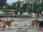 26/11 Terror Affected Stray Passes Away