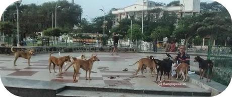 26/11 terror affected stray dog passes away !!