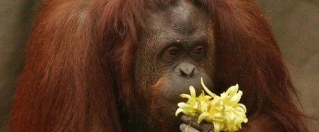 Court Rules Captive Orangutan Is ‘Non-Human Person’ And Can Be Freed