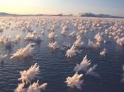 Amazing Meadow ‘Frost Flowers’ Appears Arctic Ocean
