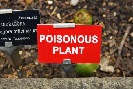 Poisonous plants and a modernist masterpiece