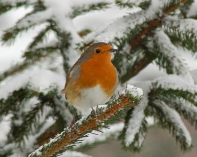 Wednesday 24th December - Mrs Fox and Mr Robin