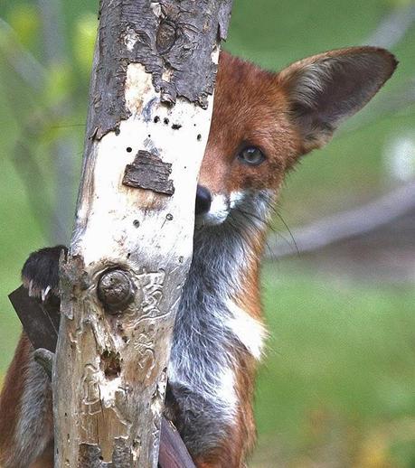 Wednesday 24th December - Mrs Fox and Mr Robin