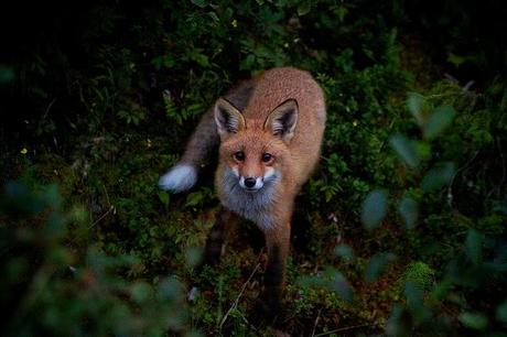 Wednesday 24th December - Mrs Fox and Mr Robin