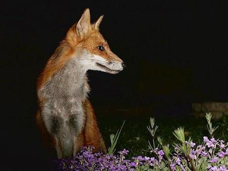 Wednesday 24th December - Mrs Fox and Mr Robin