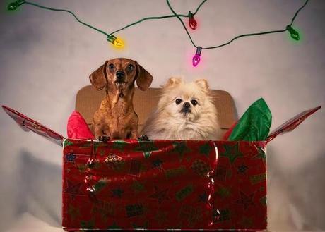 Photos: Merry Christmas from these holiday loving dogs