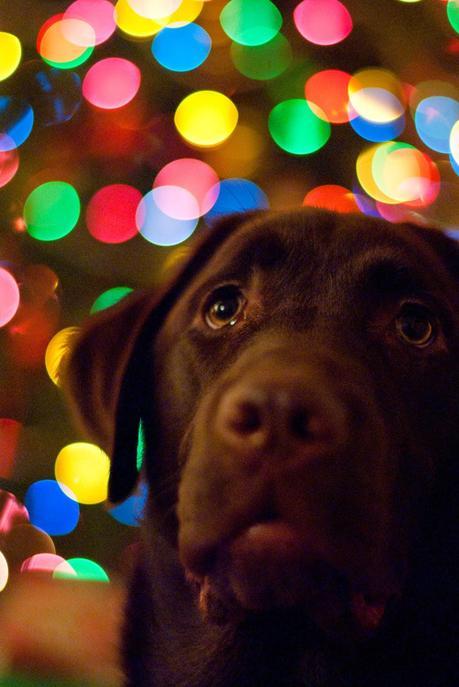 Photos: Merry Christmas from these holiday loving dogs