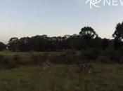 Watch: Kangaroo Drone