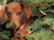 Animals Think Time Take Down Christmas Tree