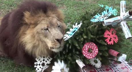 Top 10 Animals Who Think Its Time to Take Down The Christmas Tree