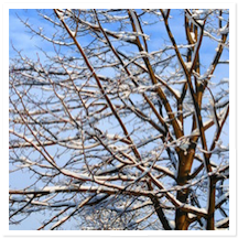 Navigating Grief During the Holidays