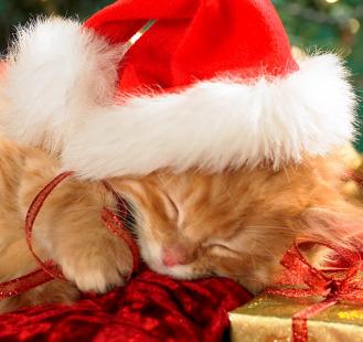 Xmas kitty sleeping