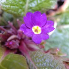 Boxing Day Flower Count – 2014