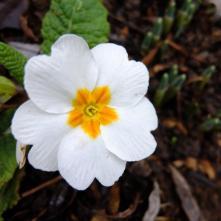 Boxing Day Flower Count – 2014