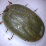 probestpestImageFile087