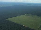 Amazon Deforestation Obliterates Soil Biodiversity, with Wider Ecological Implications