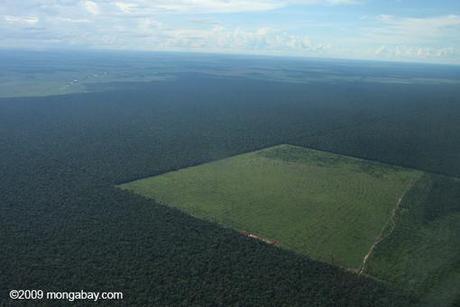 Amazon deforestation obliterates soil biodiversity, with wider ecological implications