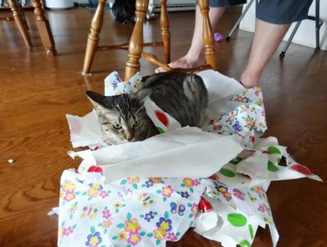 Top 10 Cats Playing With Wrapping Paper