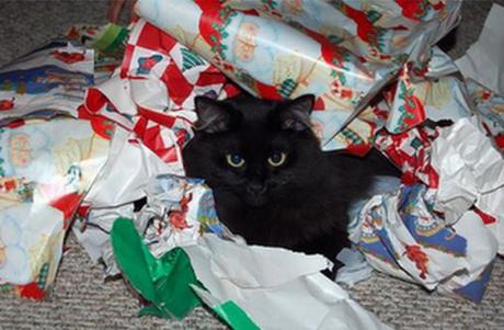 Cat Playing With Christmas Wrapping Paper