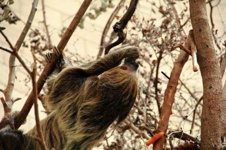 Sloth at Chester Zoo