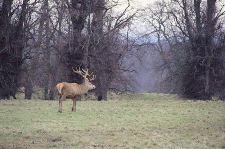 Studley Deer Park Yorkshire