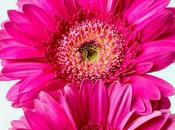 Photo: Trio Pink Gerbera Daisies