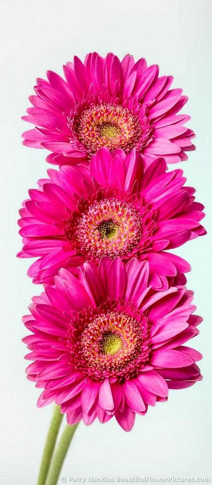 Trio of Pink Gerbera Daisies © 2014 Patty Hankins