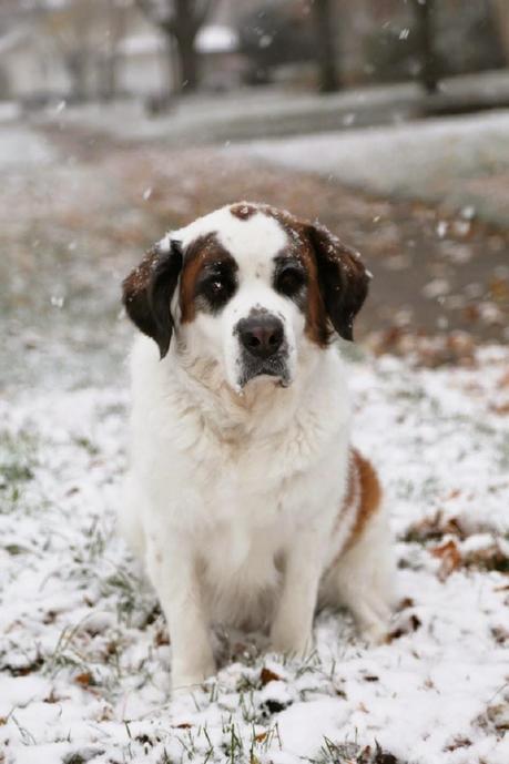 Top 10 cold weather dog breeds for a family with children