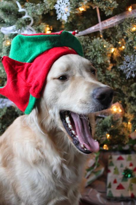 Our Dogs Holiday Photo Bloopers