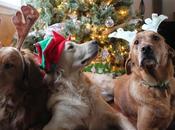 Dogs Holiday Photo Bloopers