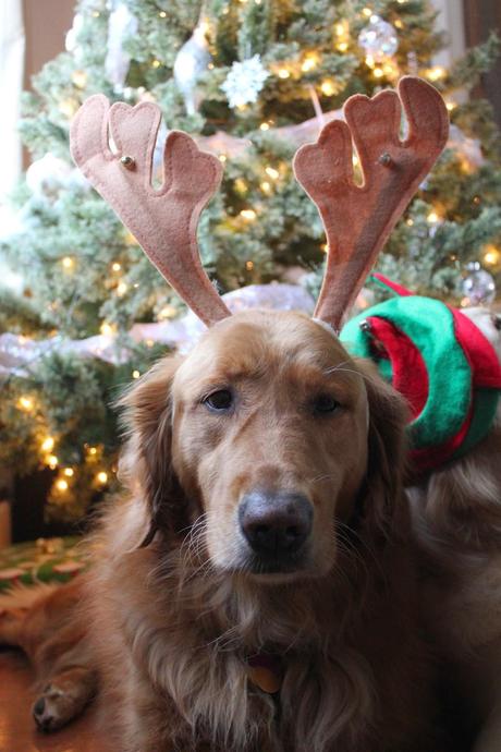 Our Dogs Holiday Photo Bloopers