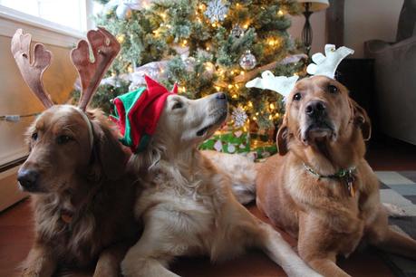 Our Dogs Holiday Photo Bloopers