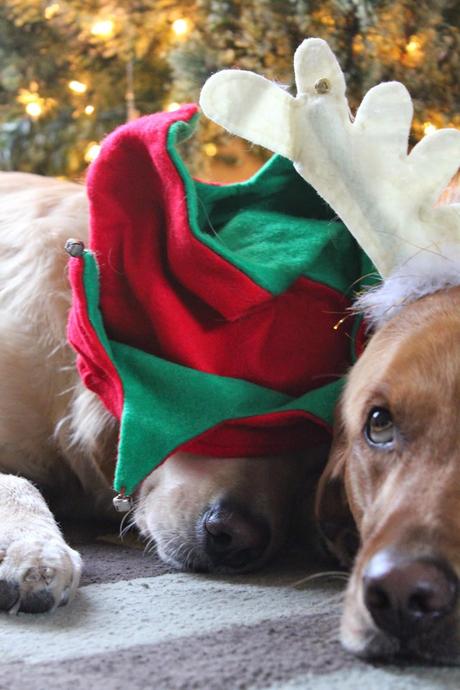 Our Dogs Holiday Photo Bloopers