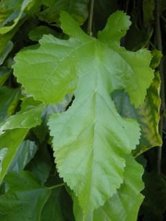 Morus alba 'Pendula' leaf (03/12/2011, London)