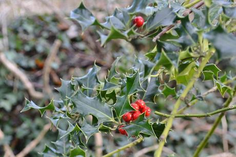 Going on a Berry Hunt