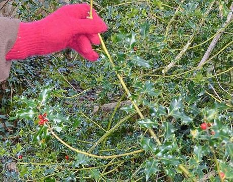 Going on a Berry Hunt