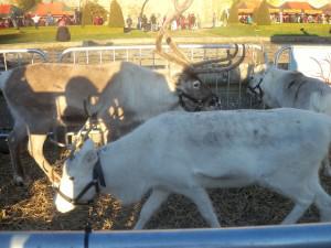 Xmas trees, Reindeer, Alpacas and Mulled Wine – what a day