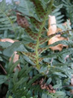 Polypodium vulgare spores (03/12/2011, London)