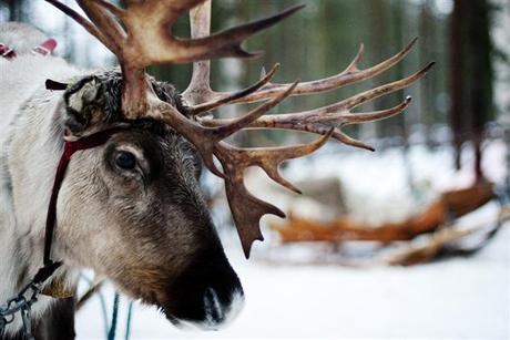 On Dasher On Dancer, On Crackers On Toast - a little holiday reindeer info